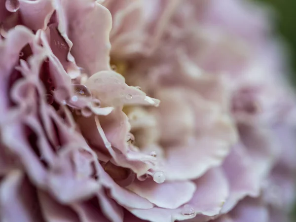 Yakın Plan Hassas Prenses Kaori Nin Gül Yaprakları Doğa Arka — Stok fotoğraf