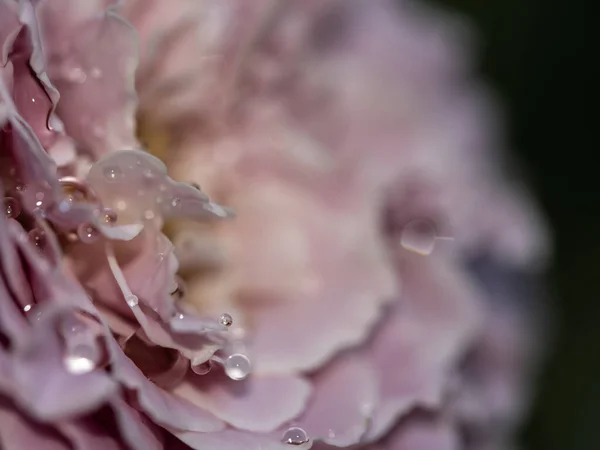 Close Delicate Princess Kaori Rose Petals Nature Background — Fotografia de Stock