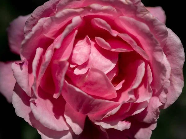 Close Delicate Soeur Emmanuelle Rose Petals Nature Background — стоковое фото