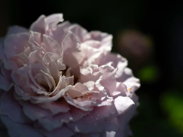 Detailní Záběr Delikátní Princezna Kaori Okvětní Lístky Růží Jako Příroda — Stock fotografie