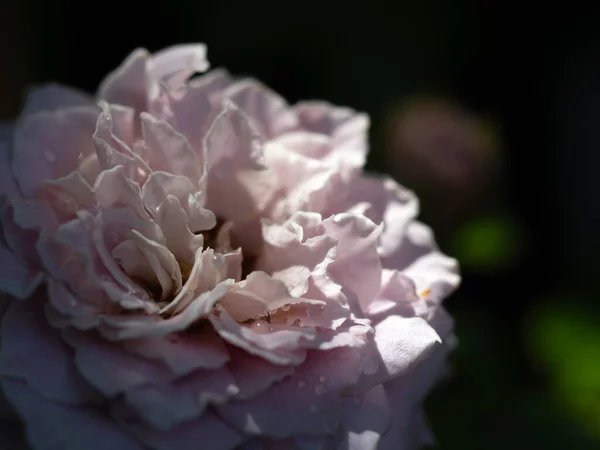 Close Delicate Prinses Kaori Rozenblaadjes Als Natuur Achtergrond — Stockfoto