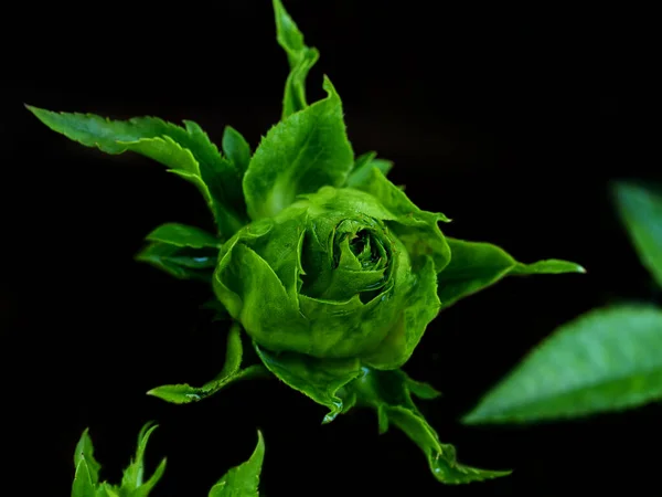 Πριγκίπισσα Μιντόρι Τριαντάφυλλα Αρχίζουν Ανθίζουν Πέταλα Σιγά Σιγά Ανθίζουν — Φωτογραφία Αρχείου