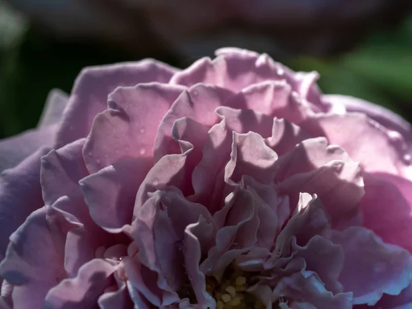 Close Delicate Princess Kaori Rose Petals Nature Background — Foto Stock