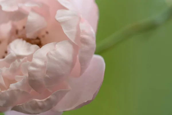 Close Delicate Plume Rose Petals Nature Background — Fotografia de Stock