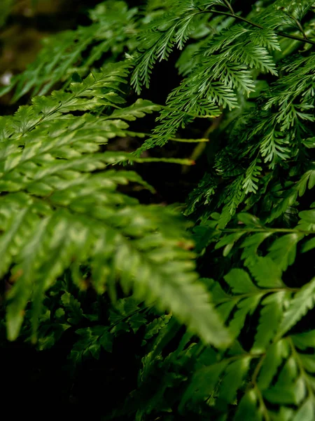 Leaves Davallia Denticulata Polynesia Fern Green Nature Background — Stockfoto