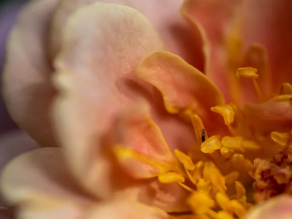 Close Thrips Hiding Rose Pollen — 图库照片