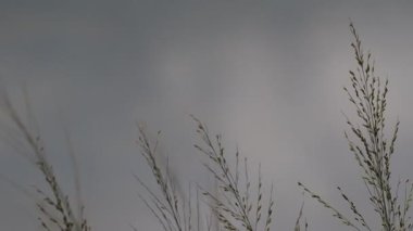 Çimen çiçekleri rüzgarda savruluyor