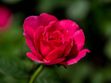 Shape and colors of Princess Kishi roses that begin to bloom