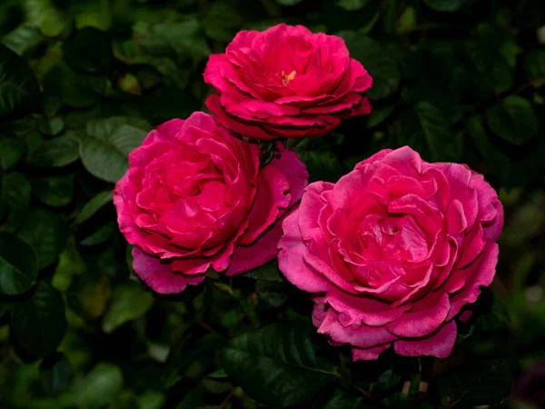 Форма Цвета Роз Принцессы Киси Которые Цветут — стоковое фото