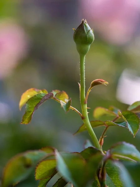 Roses Begin Bloom Petals Slowly Bloom — Stockfoto