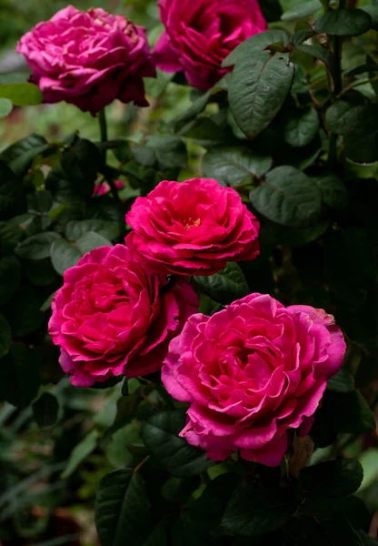 Форма Цвета Роз Принцессы Киси Которые Цветут — стоковое фото