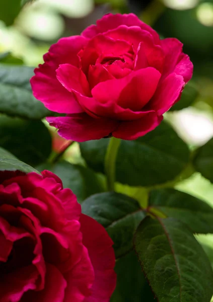 Shape Colors Princess Kishi Roses Blooming — Fotografia de Stock