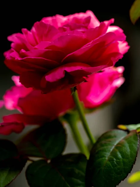 Shape and colors of Princess Kishi roses that blooming