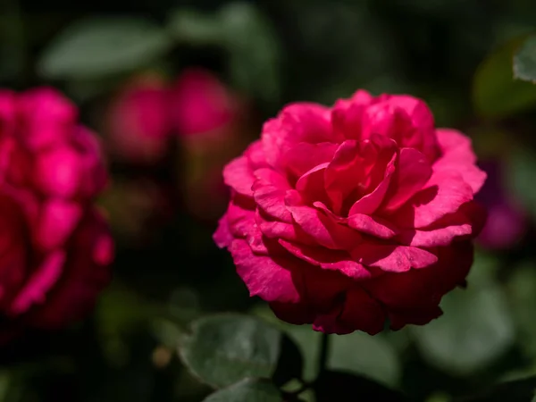Форма Цвета Роз Принцессы Киси Которые Цветут Тропическом Климате — стоковое фото