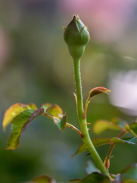 Розы Начинают Цвести Лепестки Медленно Цветут — стоковое фото