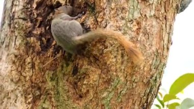 A squirrel running for food on the tree