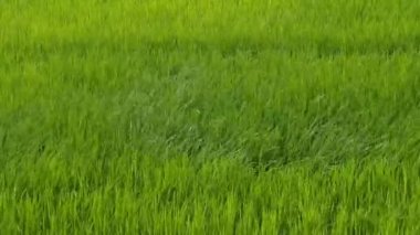 The rice fields in fields were blown by the wind