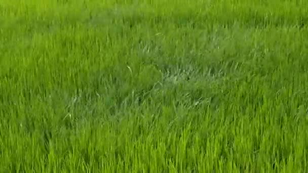 Rice Fields Fields Were Blown Wind — Stockvideo