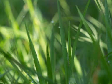 Natural outdoors natural background in green and yellow tones, Blurred green plant leaf background
