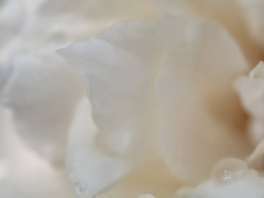 Close-up delicate Princess Miyuki rose pure white petals as nature background