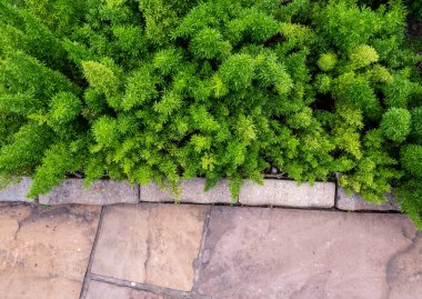 Asparagus Tilki Kuyruğu eğreltiotu tarlası kaldırımın yanında.