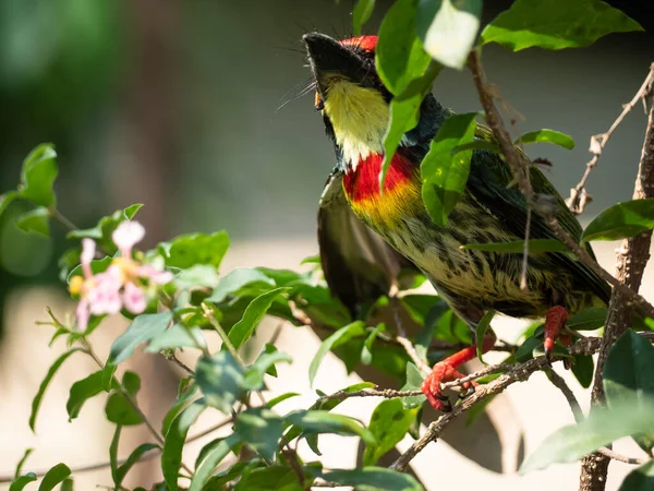 Uccello Barbuto Coppersmith Giardino — Foto Stock