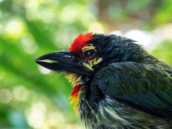 Close Face Juvenile Coppersmith Barbet Bird — Stockfoto