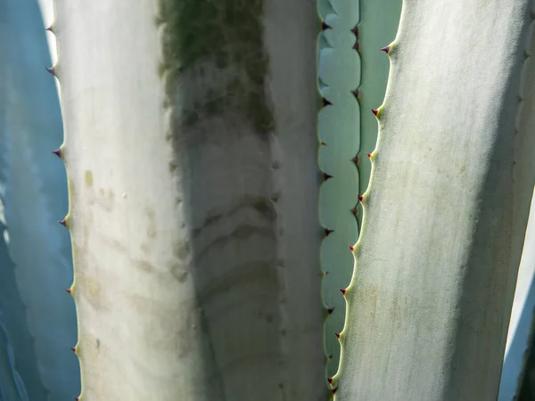 Agave Planta Suculenta Cerca Cera Blanca Hojas Frescura Con Espina — Foto de Stock