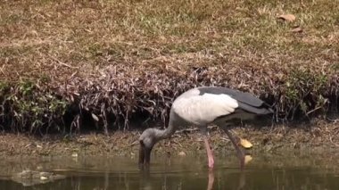 Asya Açık Tasarısı kanallarda tatlı su yumuşakçalarını bulur ve yer.