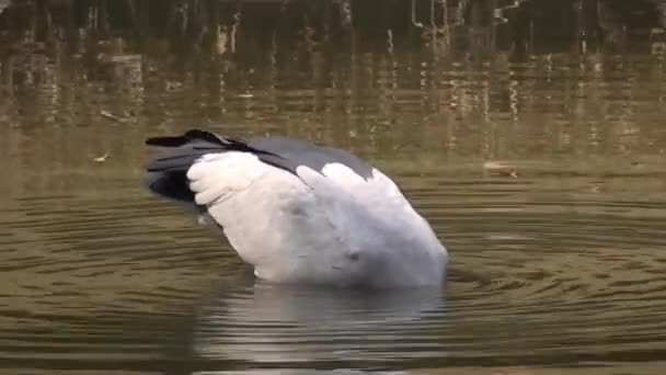 Asiatischer Riesenschnabel Findet Und Frisst Süßwassermuscheln Abwasserkanälen — Stockvideo