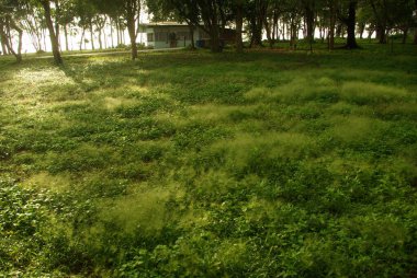 Sabah ışığında küçük ot çiçeği