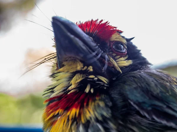 Close Face Juvenile Coppersmith Barbet Bird — Stockfoto