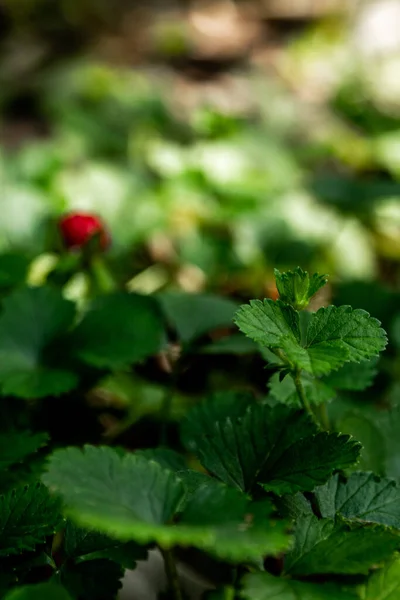 The Mock Strawberry plant for ground cover in the garden