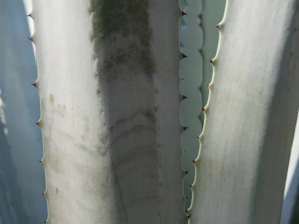 Agave Zamatos Növény Közeli Fehér Viasz Frissesség Levelek Tövis Agave — Stock Fotó