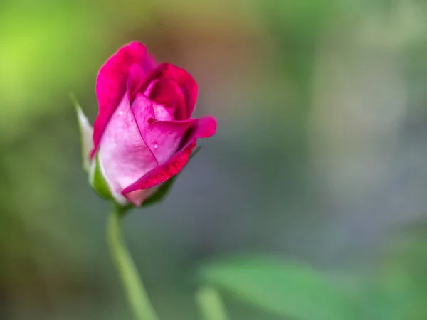 Midnight Blue Rose Begin Bloom Petals Slowly Bloom — Fotografia de Stock