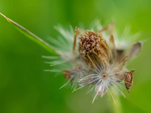 Close Seed Tridax Daisy Flower Withering — Φωτογραφία Αρχείου