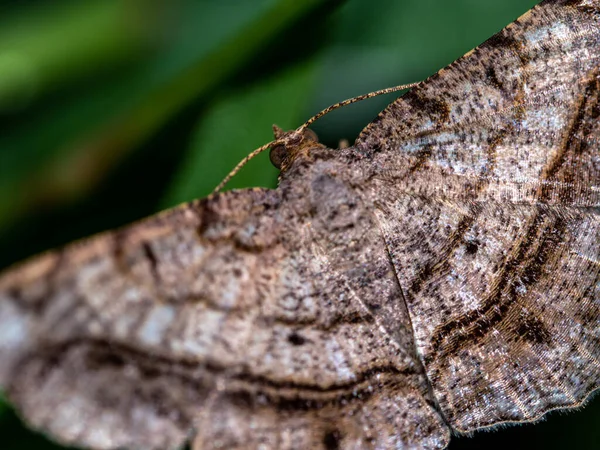 Camouflage Pattern Looper Moth Wings — Φωτογραφία Αρχείου