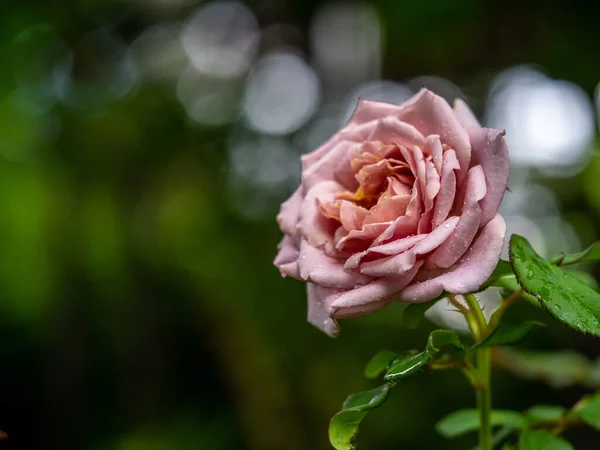 Shape Colors Koko Loco Roses Bloomin — Stok fotoğraf