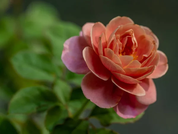 ปทรงและส ของดอกก หลาบกลองท างไกลท บานสะพร งในภ อากาศเขตร — ภาพถ่ายสต็อก
