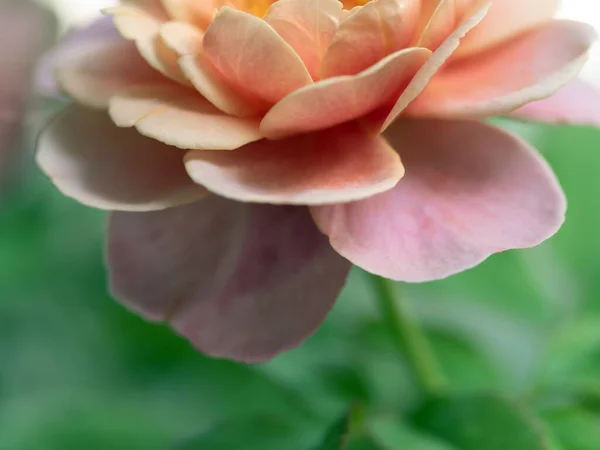 Close Delicate Distant Drums Rose Petals Nature Background — Zdjęcie stockowe