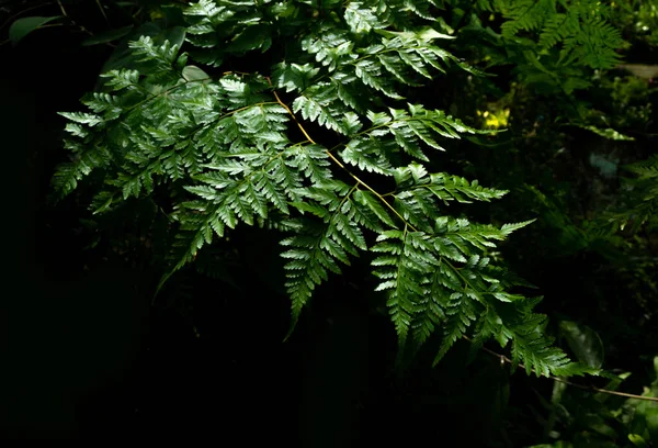 Blätter Von Davallia Solida Farn Als Grüner Naturhintergrund — Stockfoto