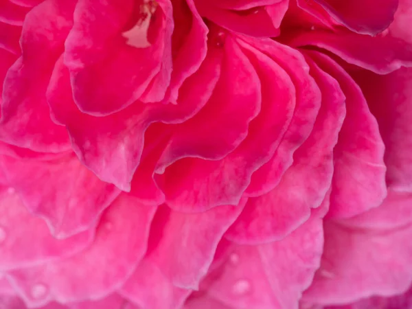 Close Delicate Yuzen Rose Petals Nature Background — Stock Photo, Image