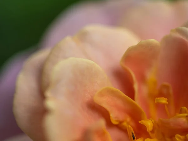 特写精致的玫瑰花粉和花瓣作为自然背景 — 图库照片