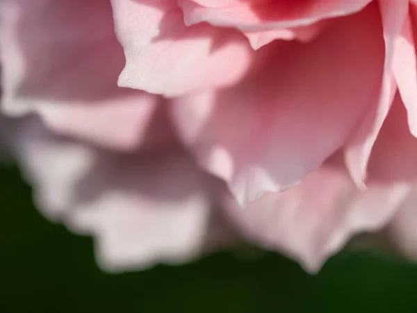 Close Delicate Princess Meiko Rose Petals Nature Background — Zdjęcie stockowe