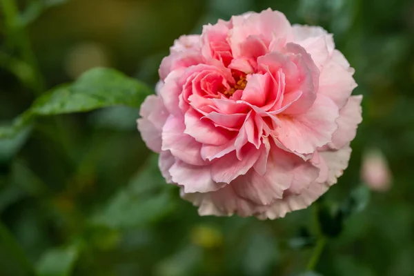 Form Och Färger Prinsessan Meiko Ros Som Blommar Tropiska Klimat — Stockfoto