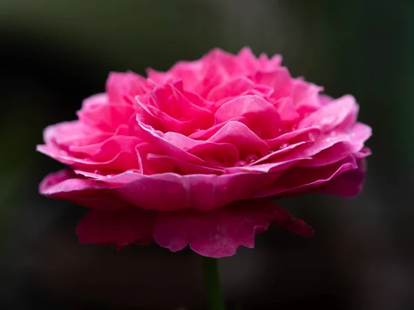 Form Och Färger Yuzen Rosor Som Blommar Tropiska Klimat — Stockfoto