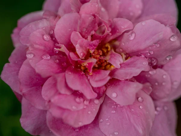 Close Delicate Claude Brasseur Rose Pollens Petals Nature Background — Zdjęcie stockowe