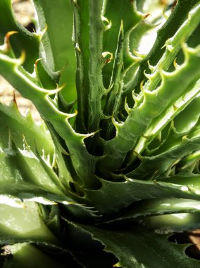 Agave sulu bitki, Agave yaprağı dikenli taze yapraklar üzerine beyaz balmumu kapatın