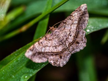 The camouflage pattern on looper moth wings