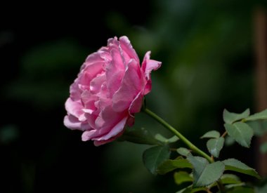 Soeur Emmanuelle güllerinin şekli ve renkleri